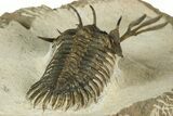Trident Walliserops Trilobite - Foum Zguid, Morocco #179598-3